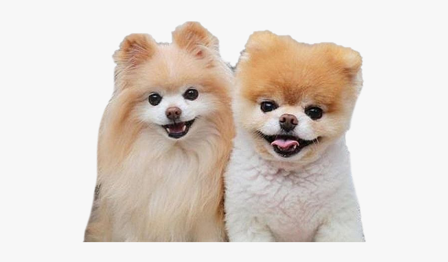 pomeranian beanie boo