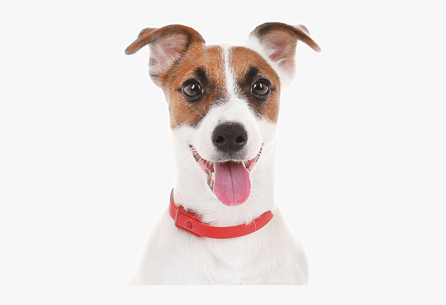 Rat Terrier Puppies Dogs - Transparent Jack Russell Terrier Png, Transparent Clipart