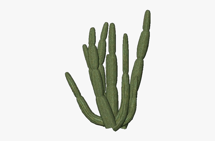 Organ Pipe Cactus Transparent, Transparent Clipart