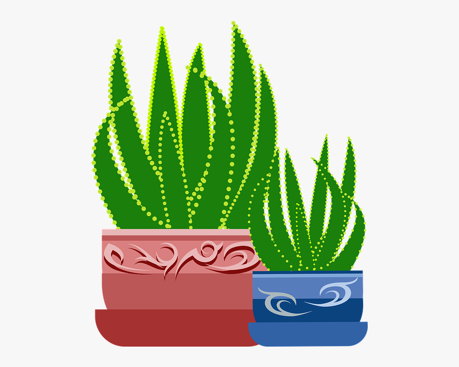 Soft Hair Babosa, Transparent Clipart