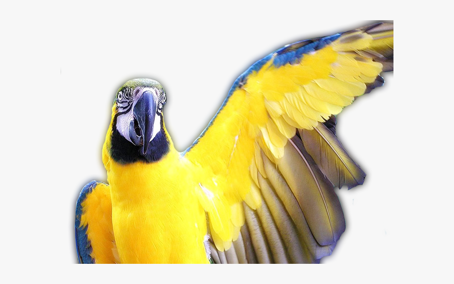 Clip Art Body Language In Parrots - Macaw Wing, Transparent Clipart