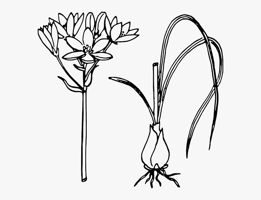 Onion Clipart Black And White, Transparent Clipart