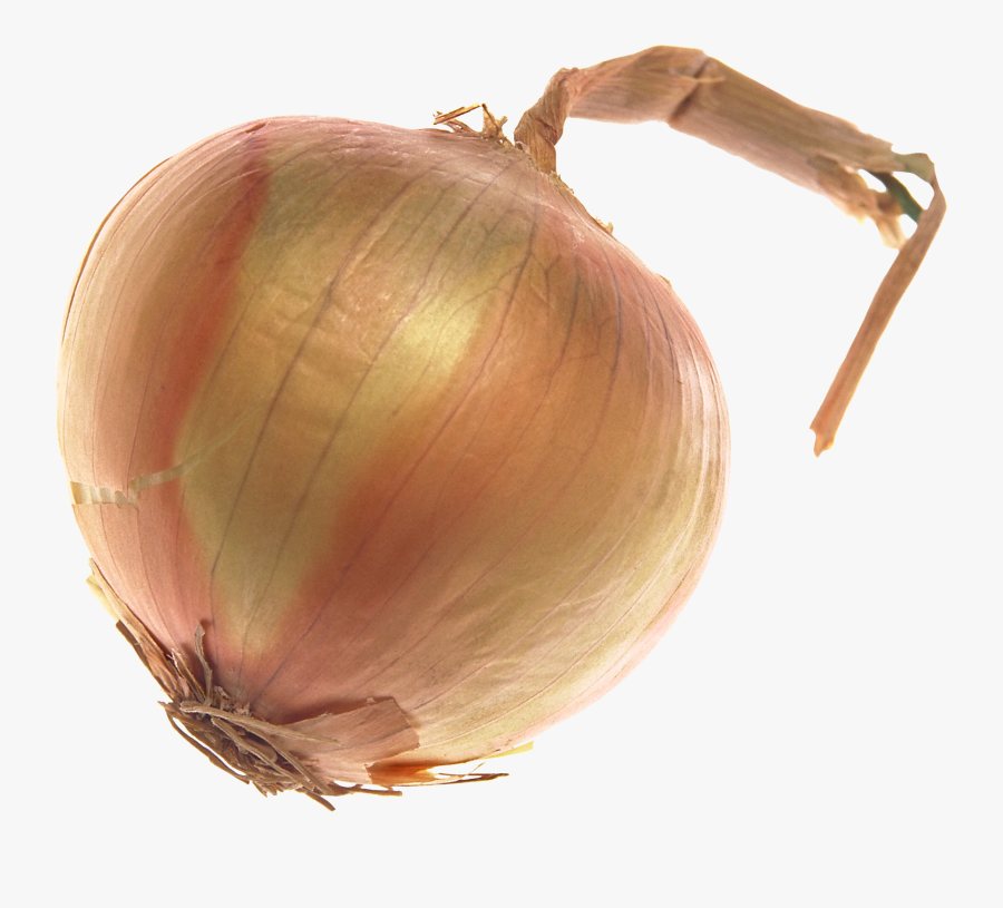 Onion Clipart Black And White, Transparent Clipart