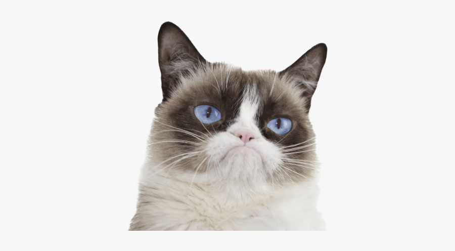 Simple Cat Clipart, Transparent Clipart