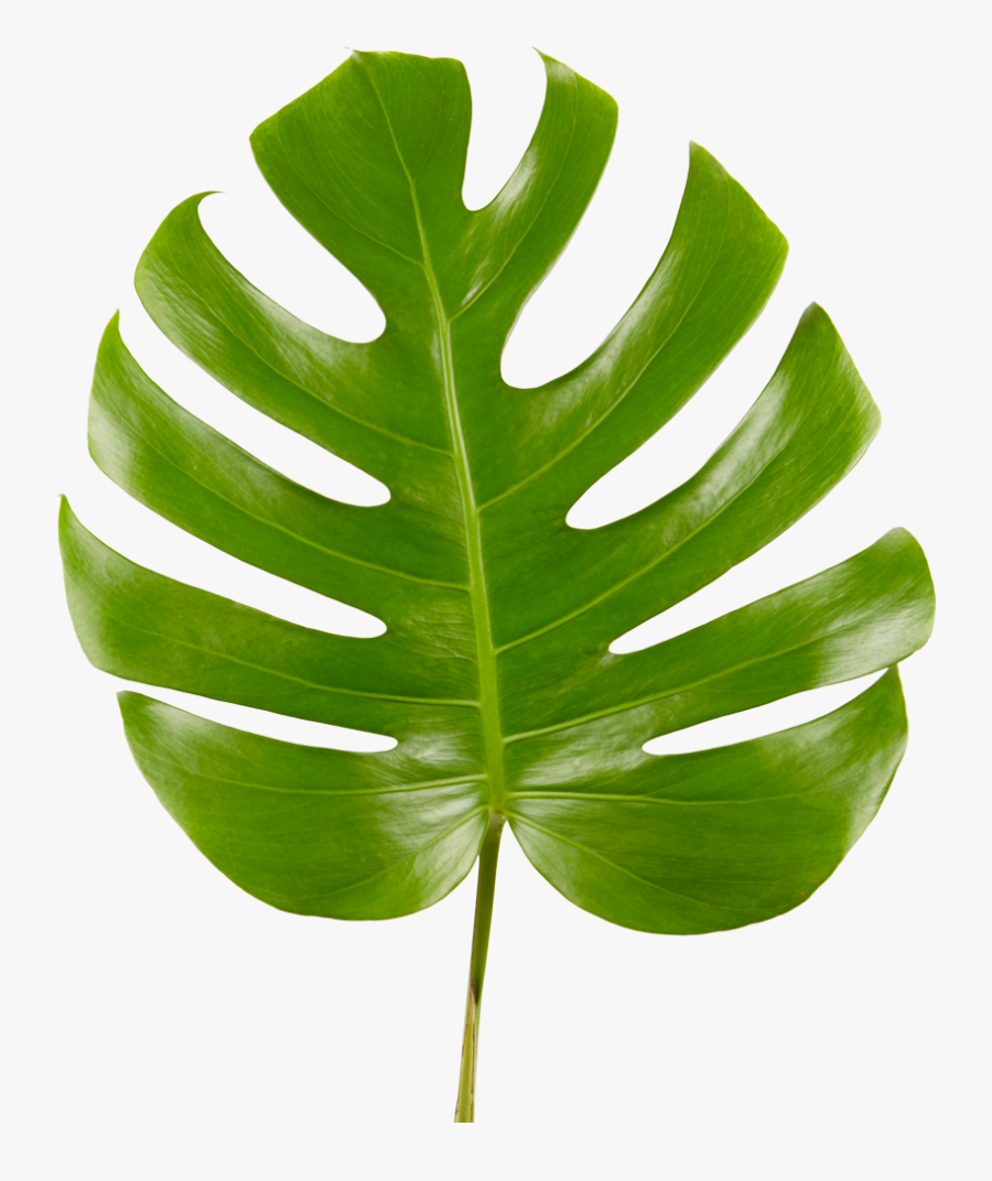 Monstera Leaf Transparent - Swiss Cheese Plant Png, Transparent Clipart