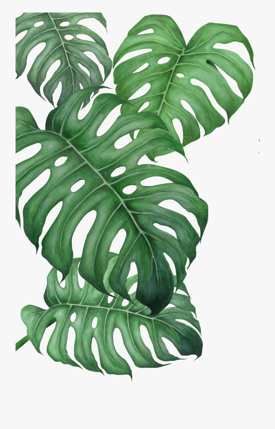 Arrowroot-family - Monstera Leaves Png, Transparent Clipart