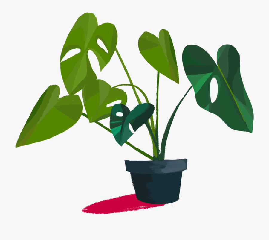 Transparent Monstera Png - Houseplant, Transparent Clipart