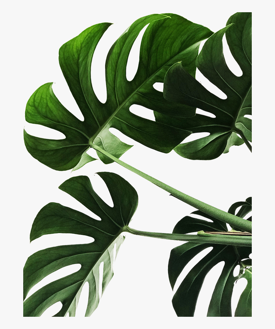 Website Plant Angie Sanchez - Monstera, Transparent Clipart