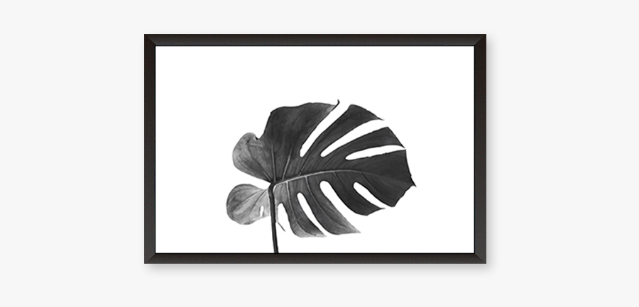 Black And White Monstera, Transparent Clipart