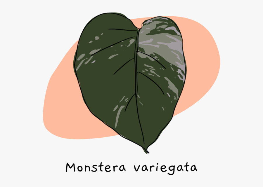 Heart, Transparent Clipart