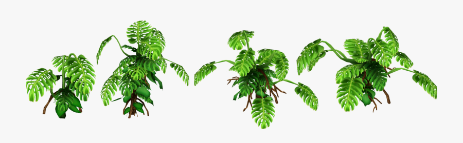 Montsera Slice - Zt2 Plants, Transparent Clipart