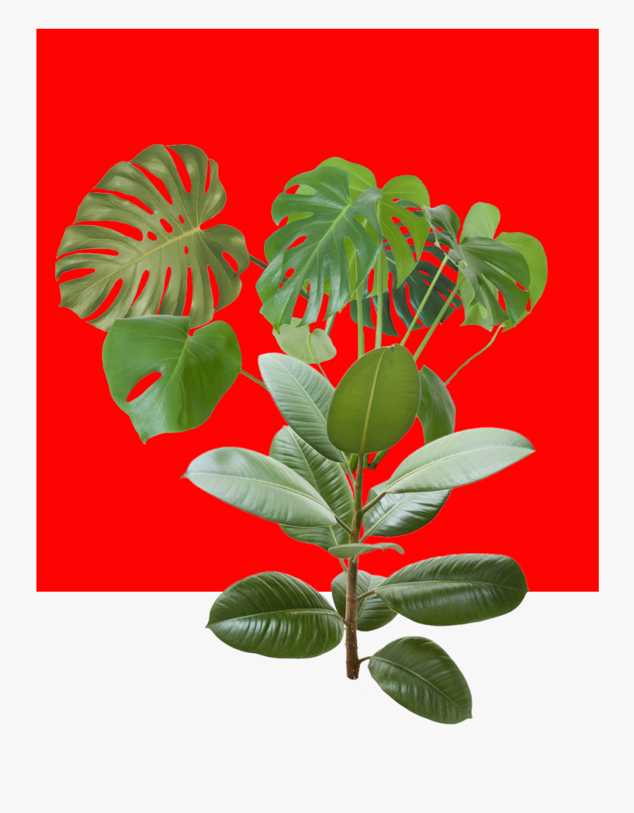 Tree, Transparent Clipart