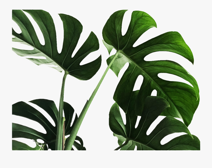 Instagram Plant, Transparent Clipart