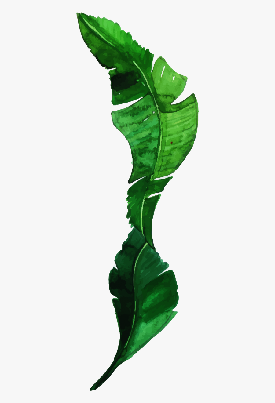 Vase, Transparent Clipart