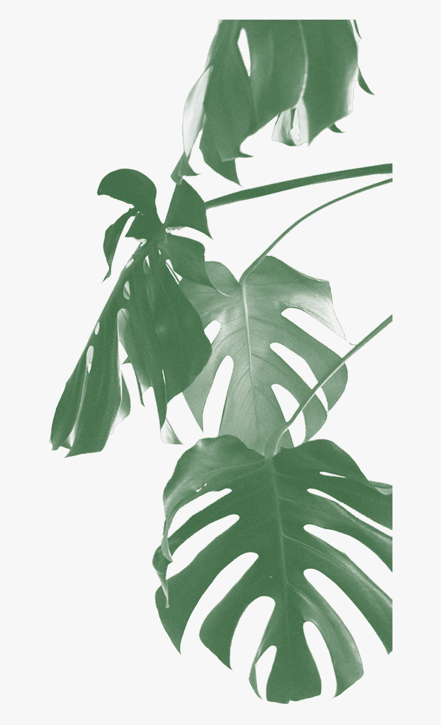 Swiss Cheese Plant Transparent, Transparent Clipart