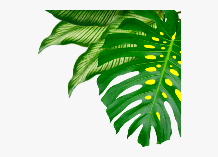 Budget Top Right 2"
 Width="600"
 Height="600"
 Class="object, Transparent Clipart