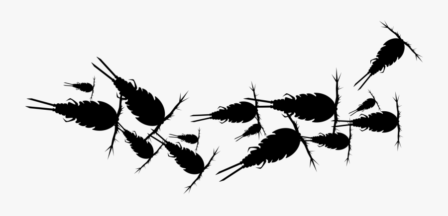 Todd"s Pods Reef Revival Package Back In Stock Todd"s - Twig, Transparent Clipart