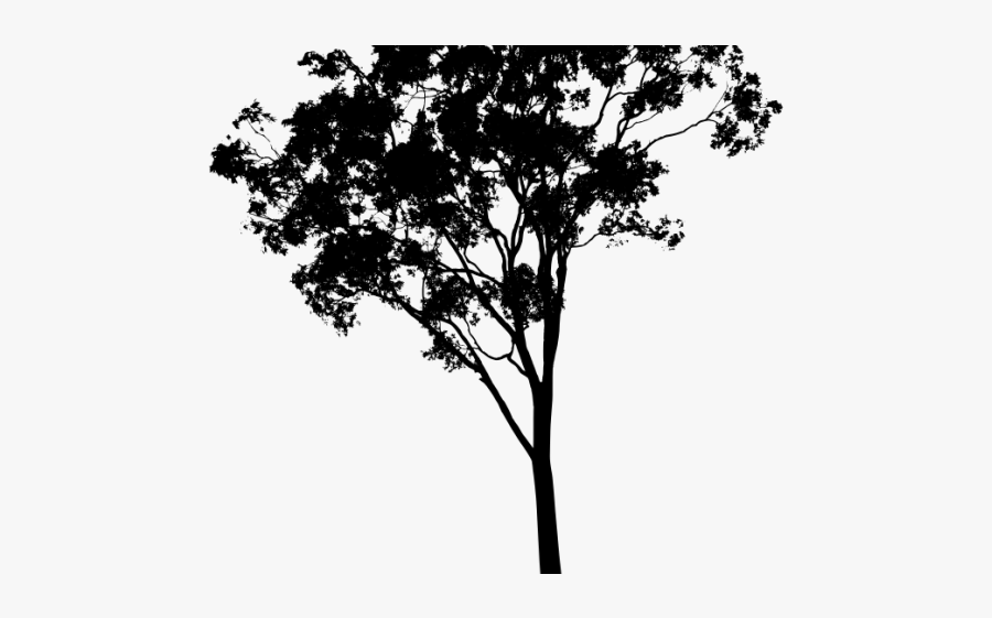 Gum Tree Silhouette Png, Transparent Clipart