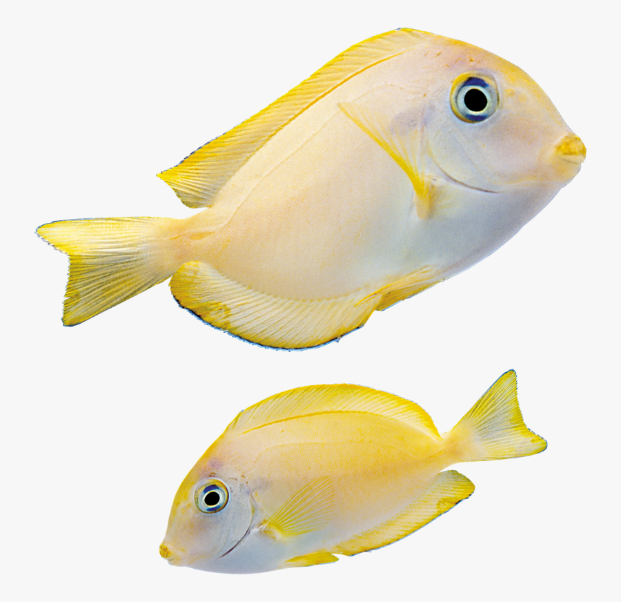 Marine Fishes Png, Transparent Clipart