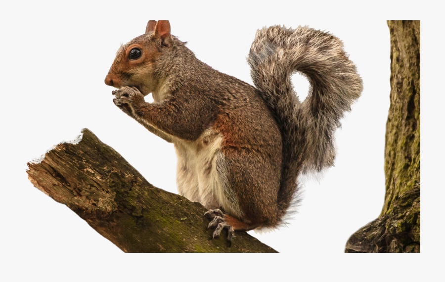 Igneous Rock, Transparent Clipart