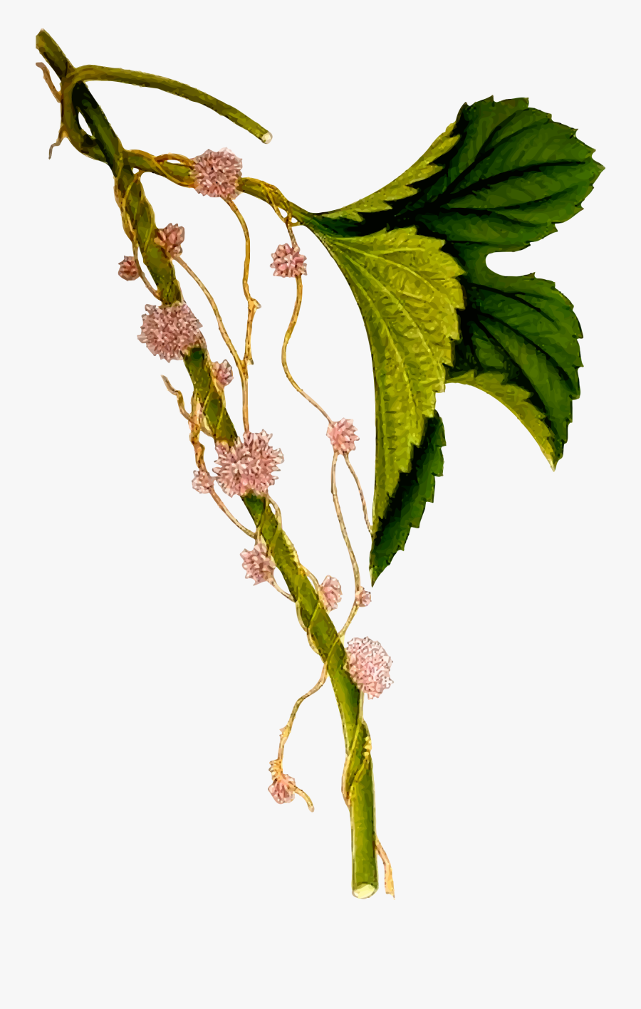 Transparent Life Science Clipart - Cuscuta Europaea, Transparent Clipart