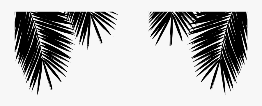 Palm Tree, Transparent Clipart