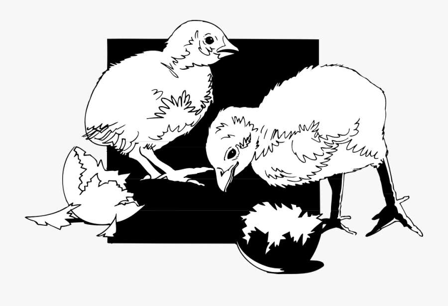 Chicks, Hatched, Shells, Newborn, Egg, Baby, Farm - Infant, Transparent Clipart
