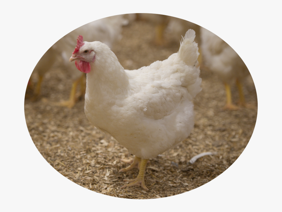 Ontario Hatching Egg Chick - Chicken, Transparent Clipart