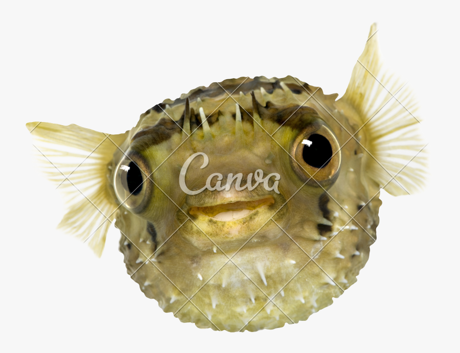 Clip Art Long Spine Porcupinefish Also - Pufferfish, Transparent Clipart