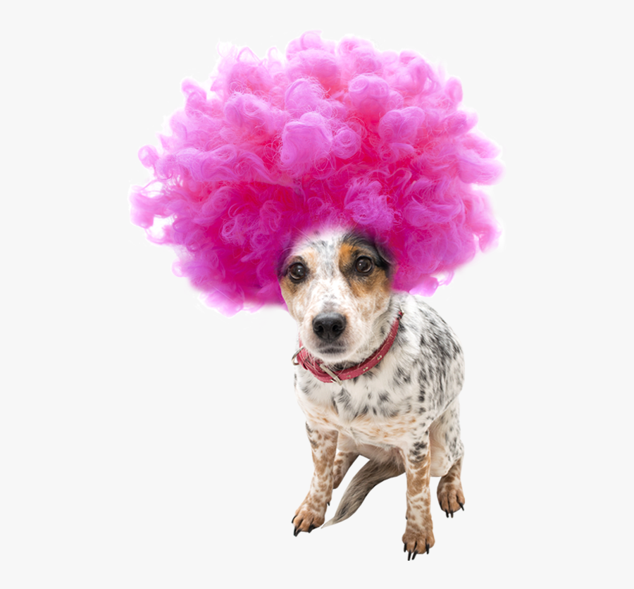 Transparent Afro Wig Png - Pink Wig Clipart, Transparent Clipart