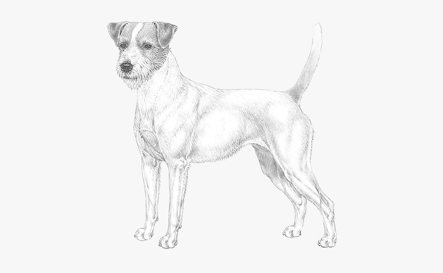 Clip Art The Jack Russell Terrier - Old English Terrier, Transparent Clipart