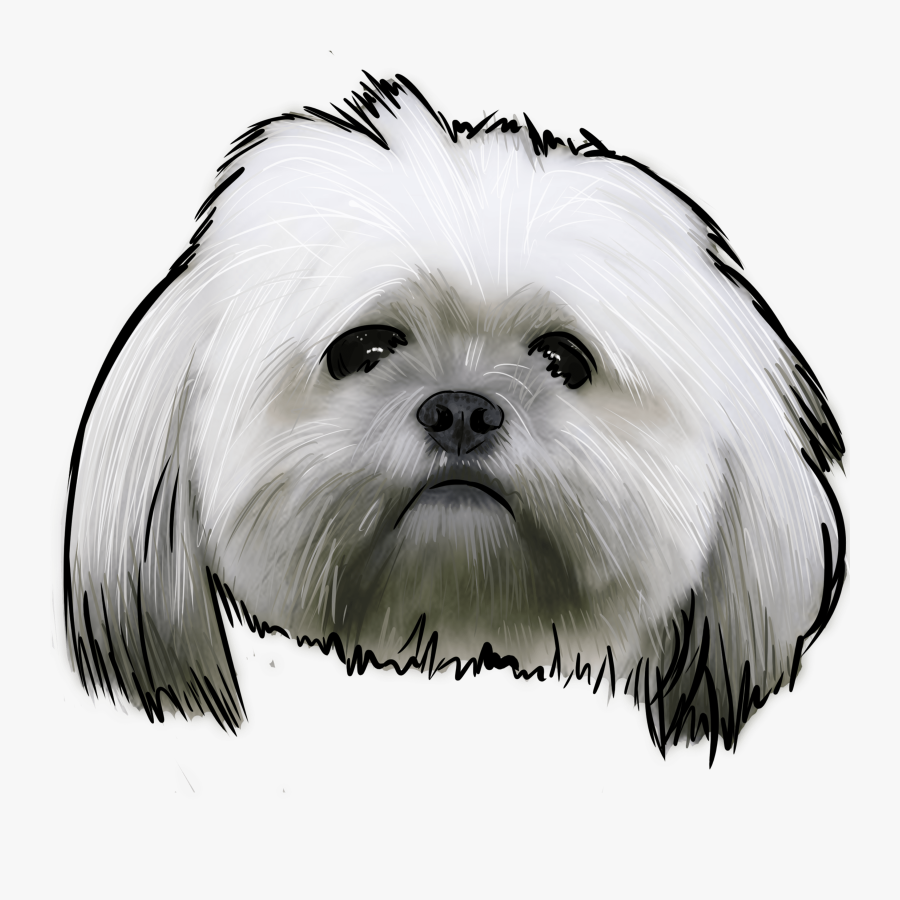 Clip Art Lahsa Apso Pictures - Lhasa Apso Noir, Transparent Clipart