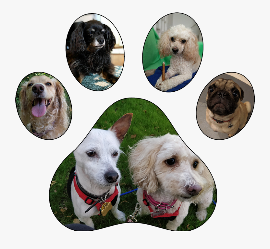 Companion Dog, Transparent Clipart