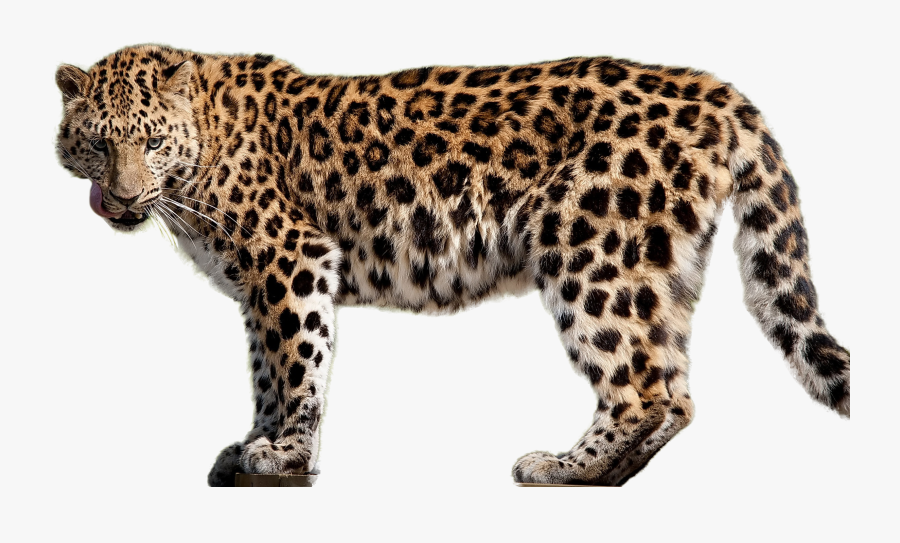 Clip Art Transparent Angry For - Amur Leopard White Background , Free