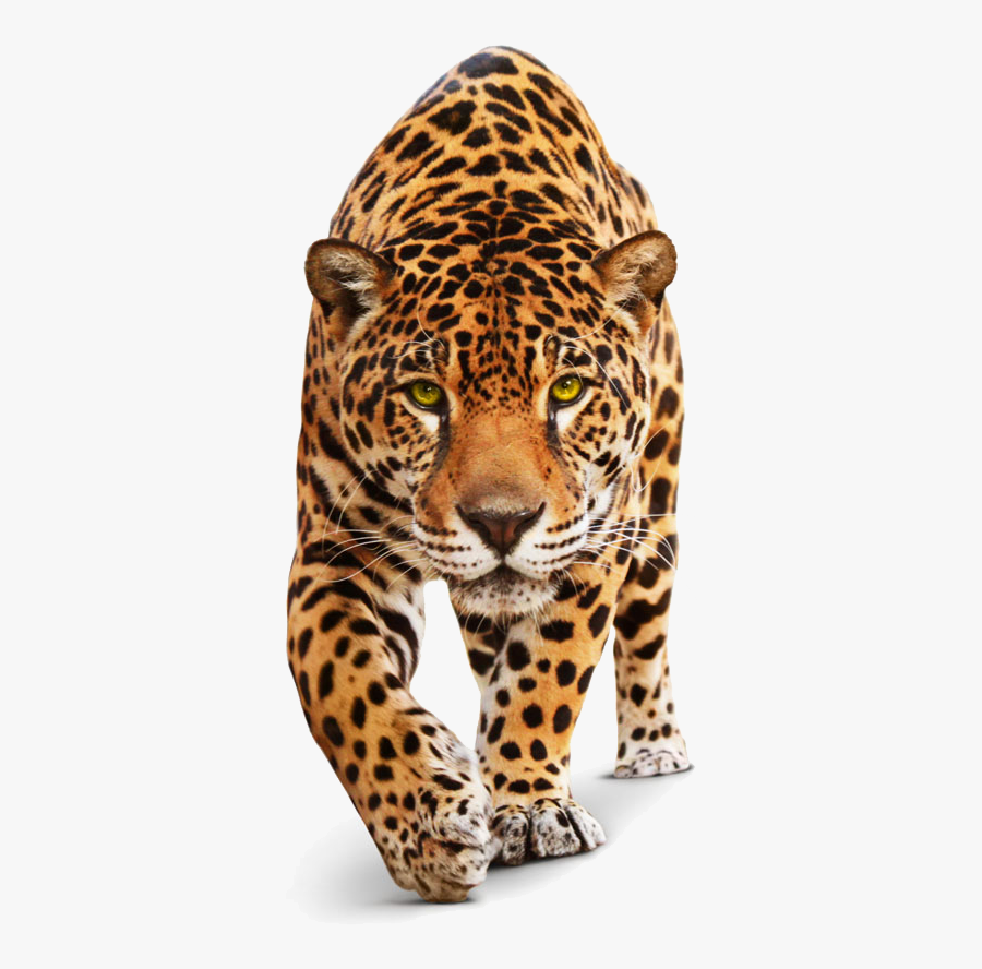 Jaguar Transparent Leopard - Cat Jaguar, Transparent Clipart