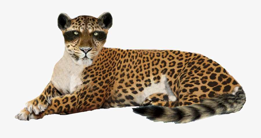 Leopard Png Image - Png Leopard, Transparent Clipart