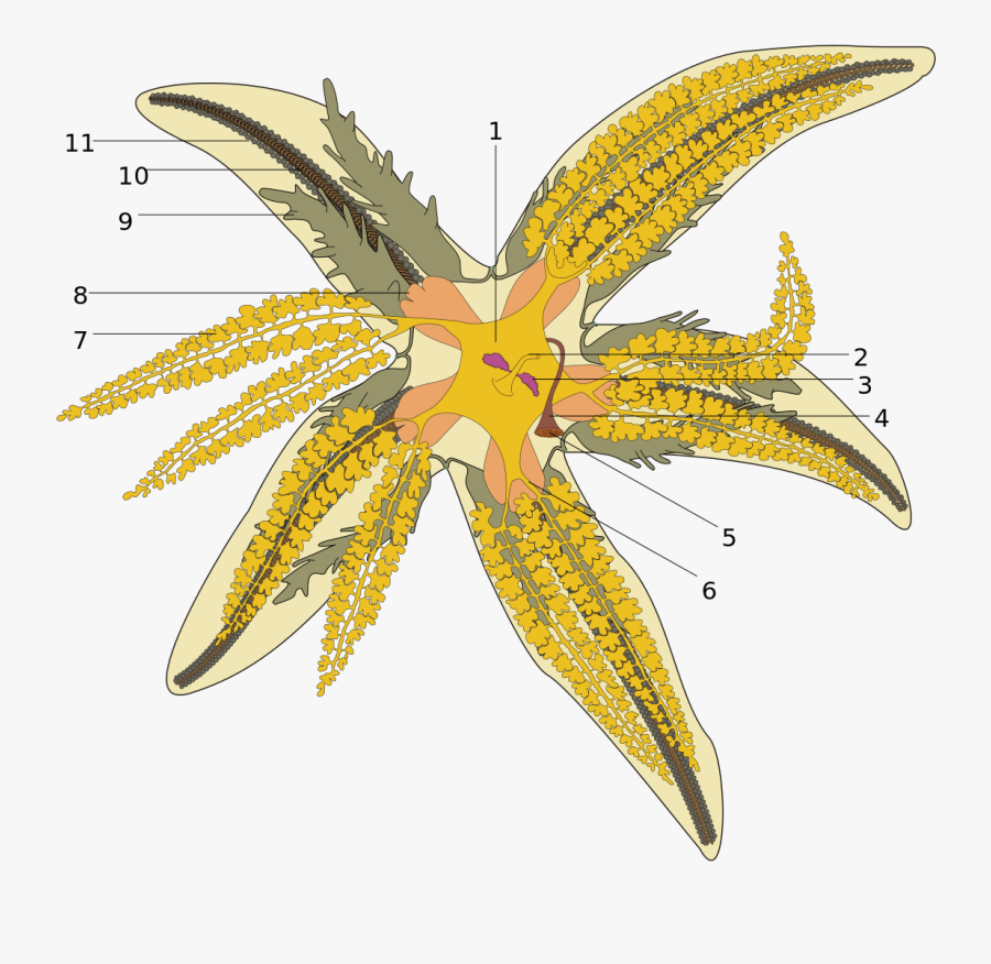 Drawing Starfish Star Fish - Anatomia Stella Marina, Transparent Clipart