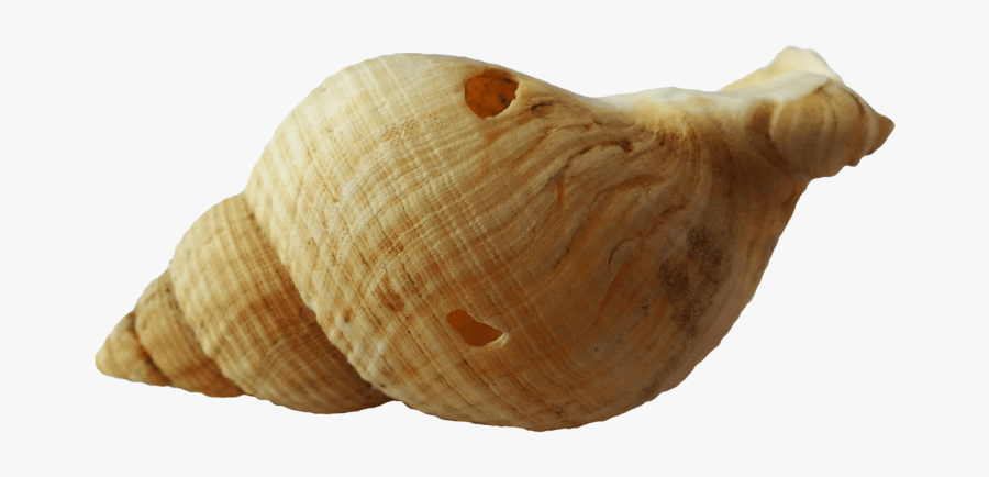 Caparazon Caracol Png, Transparent Clipart
