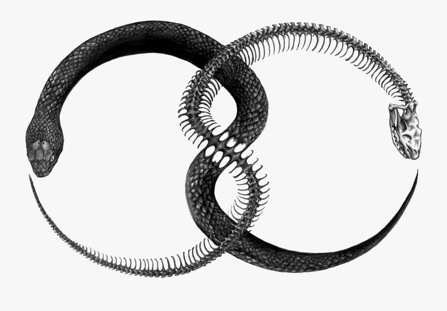 Double Ouroboros, Transparent Clipart