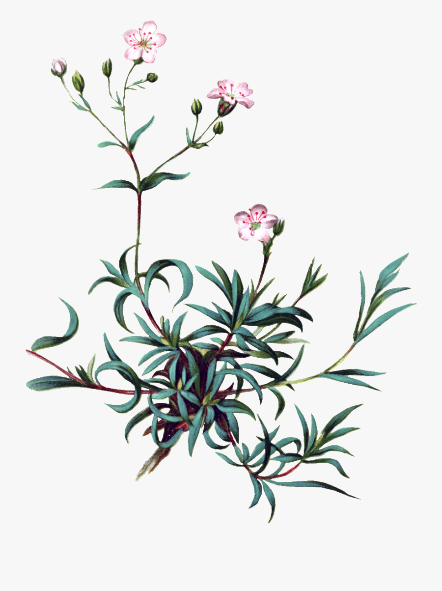 Pintado A Mano De Vivid Flor Planta Flores Png Transparente - Babys Breath Clip Art, Transparent Clipart
