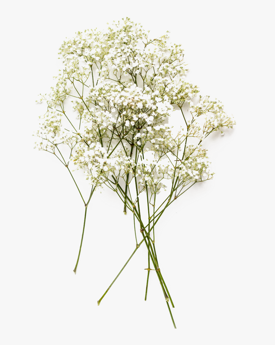 Baby"s Breath Png, Png Collections At Sccpre - Baby's Breath Flower Png, Transparent Clipart