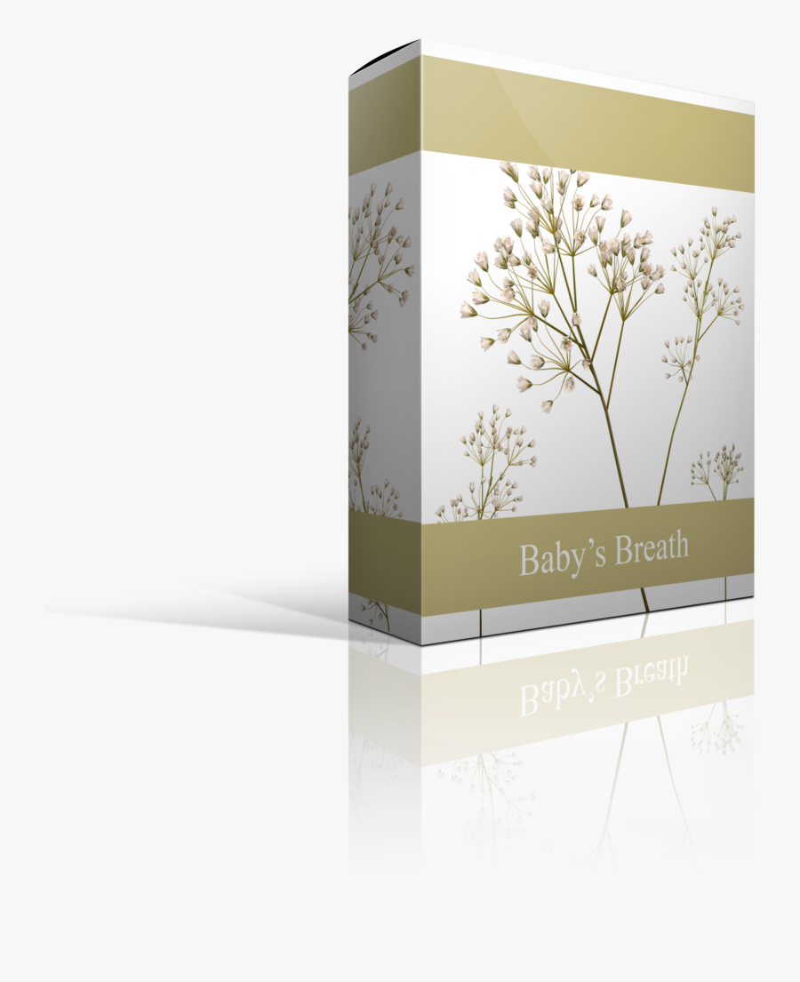 Clip Art Bundle Of Babys Breath - Cow Parsley, Transparent Clipart