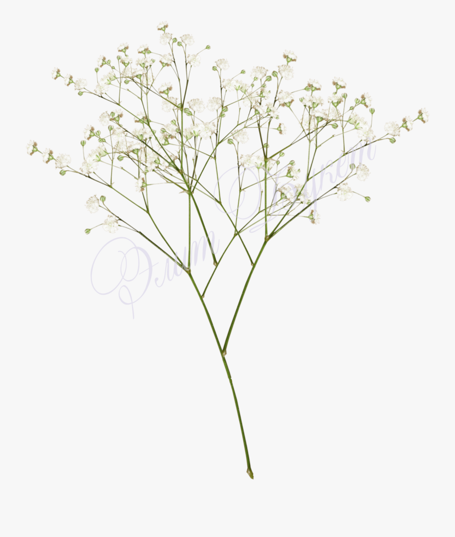 Baby Breath Flower Png, Transparent Clipart