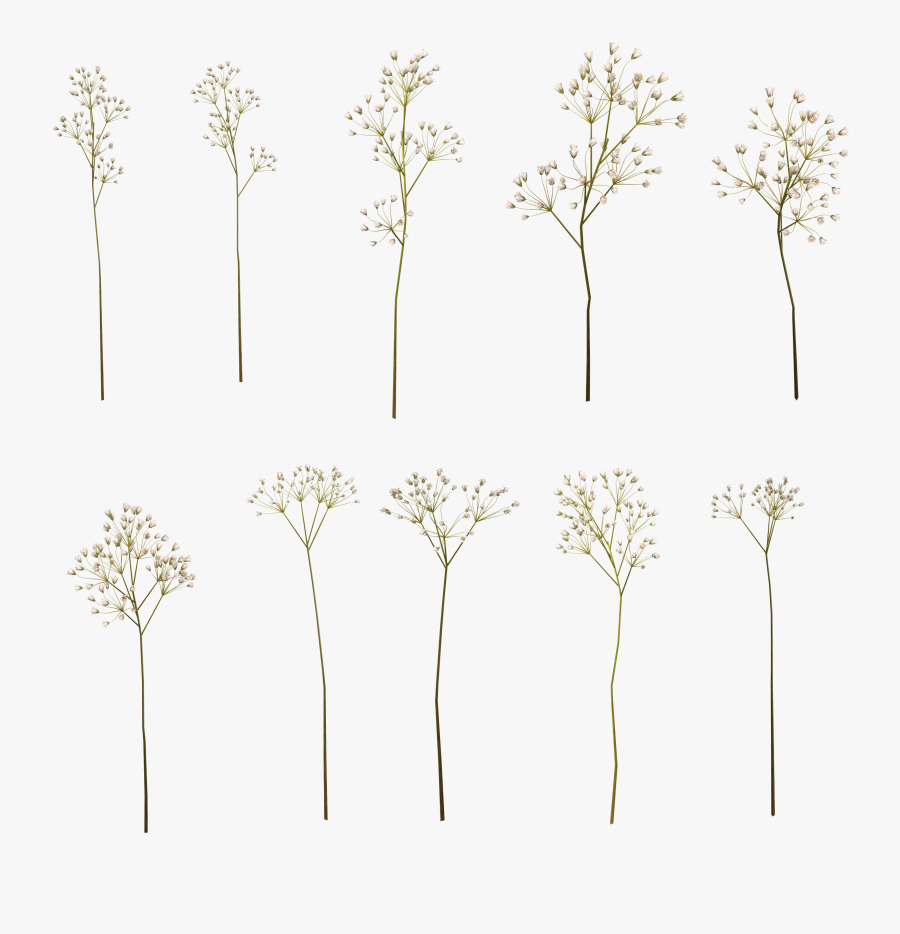 Transparent Baby"s Breath Png - Drawing Baby Breath Png, Transparent Clipart