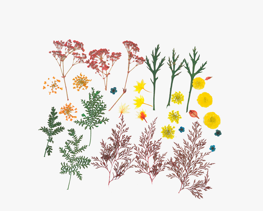 Illustration, Transparent Clipart