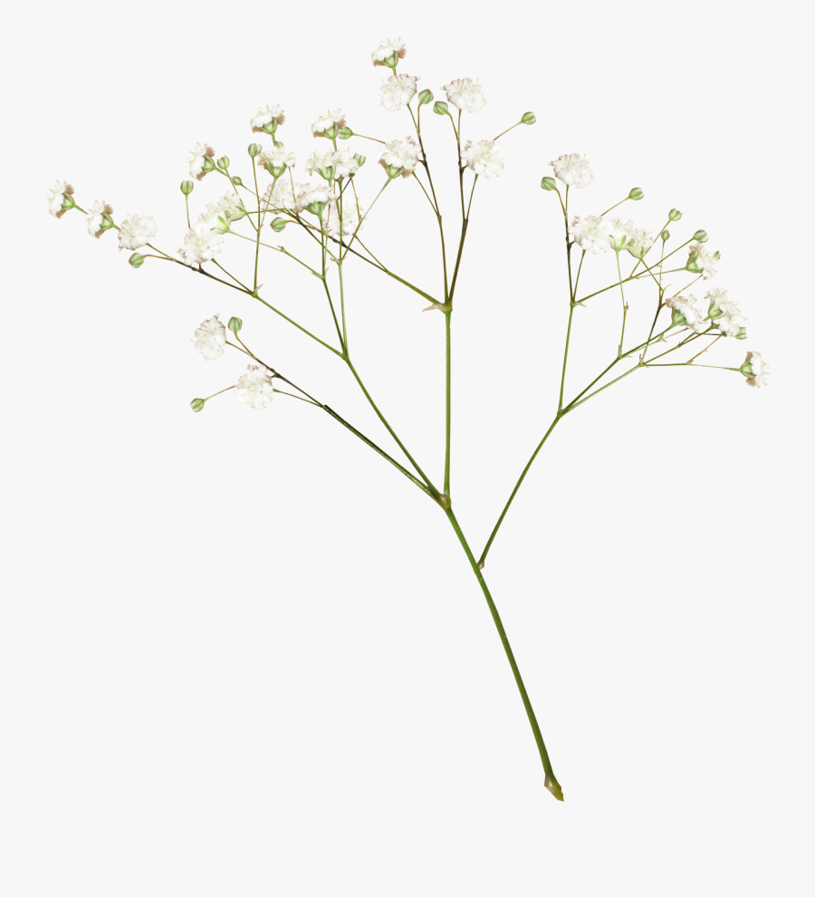 #flower #babybreath #babysbreath - Dried Flowers Png , Free Transparent ...