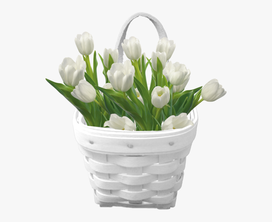 Florist In Gisborne Nz - White Tulip White Background, Transparent Clipart