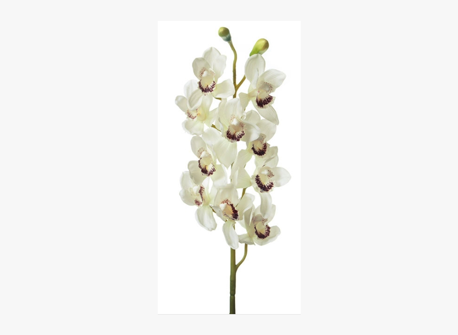 Moth Orchid, Transparent Clipart