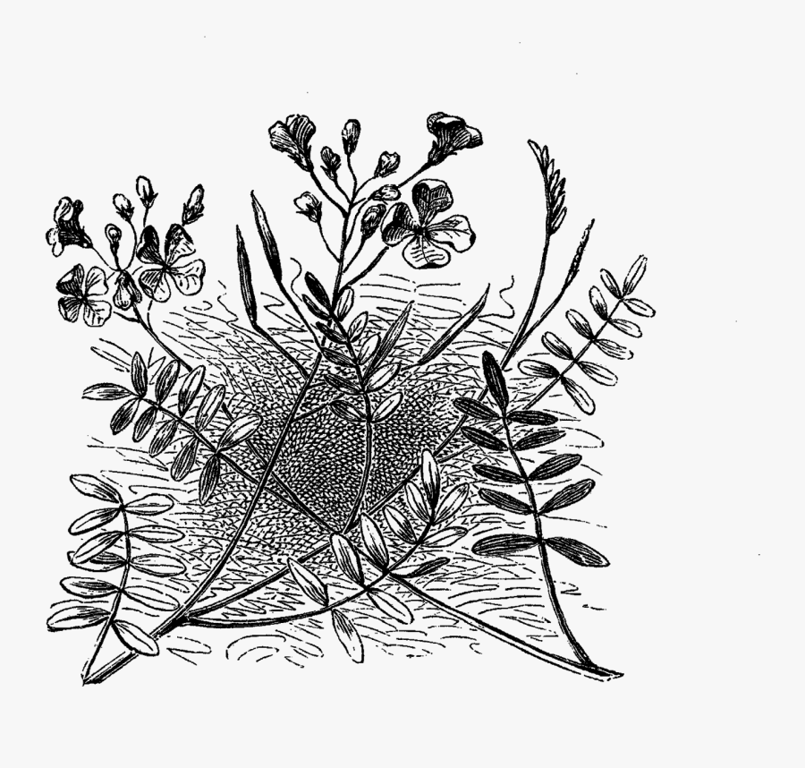 Drawing, Transparent Clipart