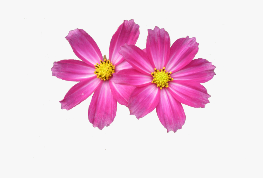 Aster, Transparent Clipart